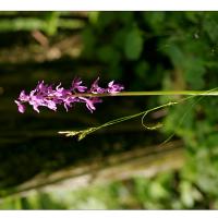 Kisdorferwohld-Endern-Orchidee-02