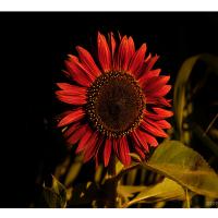 Sonnenblume-02