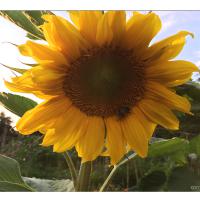 Sonnenblume-04