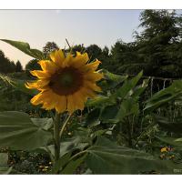Sonnenblume-05